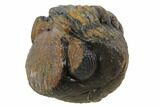 Bumpy Enrolled Morocops (Phacops) Trilobite #86446-2